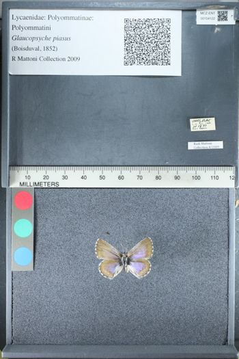 Media type: image;   Entomology 154122